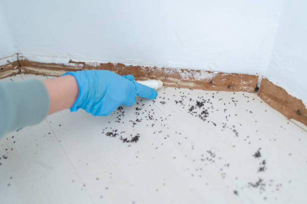 Reliable King, NC Pest Control Solutions